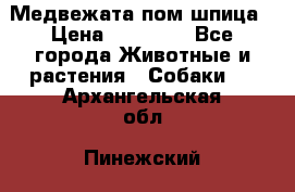 Медвежата пом шпица › Цена ­ 40 000 - Все города Животные и растения » Собаки   . Архангельская обл.,Пинежский 